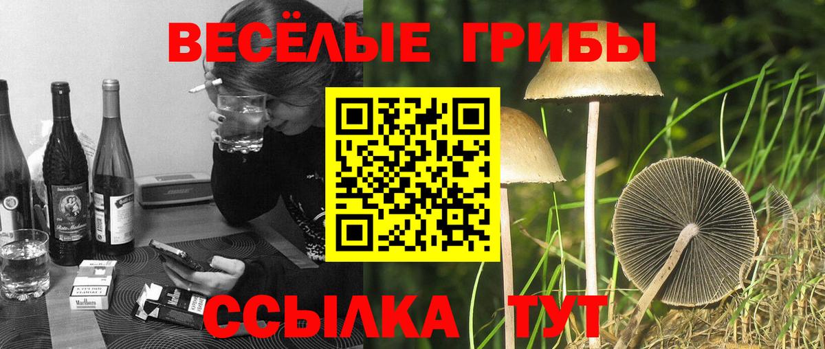 что такое   Псилоцибиновые грибы GOLDEN TEACHER  Вход с VPN  Белорецк  Галлюциногенные грибы Magic Shrooms 